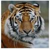 The Tiger, 14ct Counted Cross Stitch ...